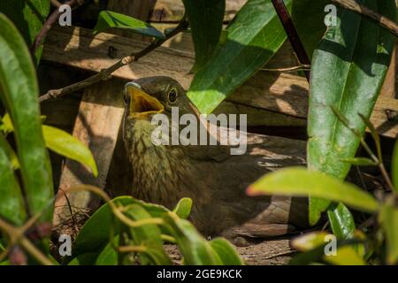 Una donna Blackbird pantaloni nel caldo di una calda giornata di primavera come lei si siede sul suo nido. Foto Stock