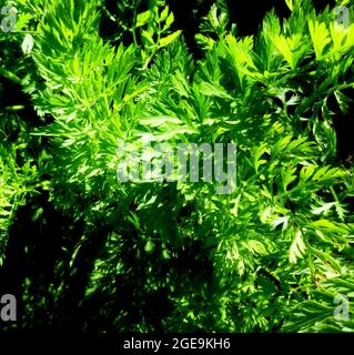 Carote che crescono in giardino Siberia Russia. Fondo vegetale organico. Agricoltura biologica, concetto di agricoltura Foto Stock