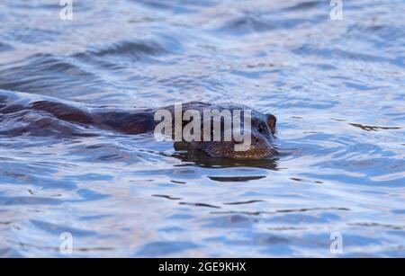 Grande lontra di cani sul fiume Avon a Tewkesbury Foto Stock