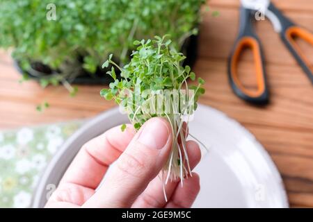 Tenere un mazzo di micrograni in mano. Foto Stock