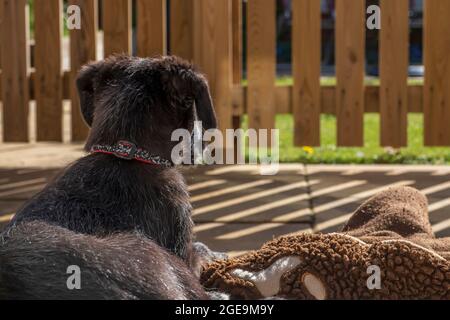 Un cucciolo Lurcher si siede a guardare al sole. Foto Stock