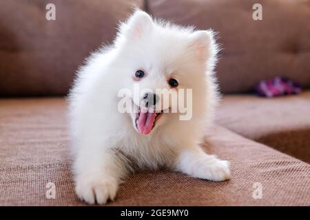 Un cucciolo soddisfatto con una bocca aperta giace sul divano. spitz giapponese. Foto Stock