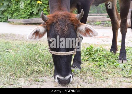 La mucca rossa in piedi sulla palma sta guardando verso la telecamera. mucca rossa che pascolava sull'erba Foto Stock