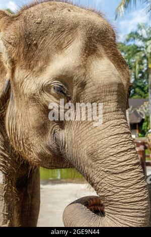 Elefante Sumatran in pericolo critico a Bali, Indonesia. Colpo di testa. Foto Stock
