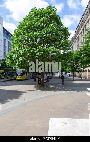 St Peter's Square e Foxglove Trees, Manchester, Regno Unito Foto Stock