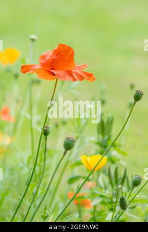 Fiori di papaveri californiani e campi e teste di semi. Foto Stock