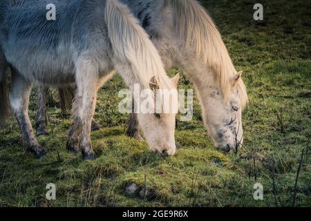 Iconici pony di Bodmin selvaggi che pascolano sulla brughiera di Bodmin in Cornovaglia.