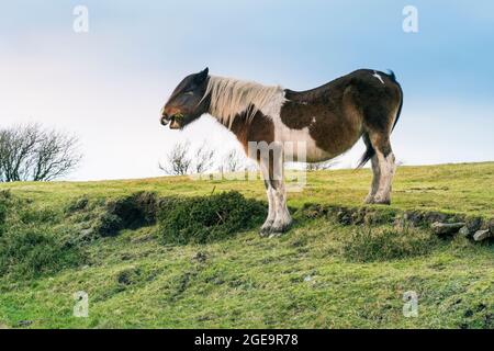 Un iconico pascolo di pony di Bodmin selvatico su Bodmin Moor in Cornovaglia. Foto Stock