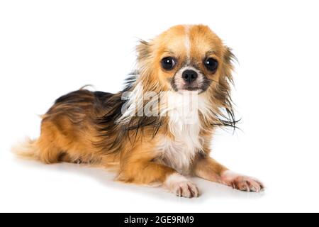 Chihuahua cane isolato su sfondo bianco Foto Stock