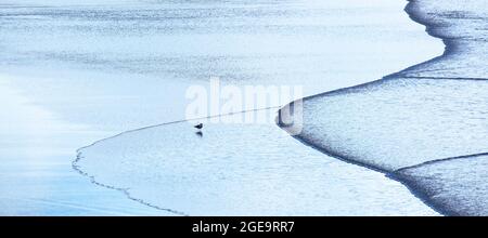 Un'immagine panoramica di un gabbiano in piedi sulla riva con piccole onde che scorrono dolcemente sulla spiaggia di Fistral a Newquay in Cornovaglia. Foto Stock