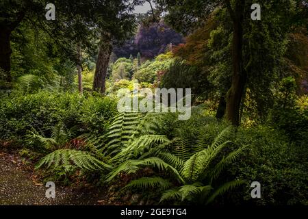 La spettacolare vista da Alice's Seat sulla lussureggiante vegetazione nei sub tropicali Trebah Gardens in Cornovaglia. Foto Stock