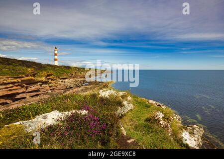 Heather sul bordo della scogliera a TARBAT Ness con il faro sullo sfondo. Foto Stock
