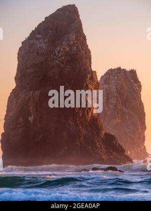 Uccelli che nidificano su pile di mare al tramonto. Foto Stock