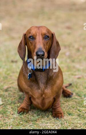 Un cane carino dachshund seduto sull'erba Foto Stock
