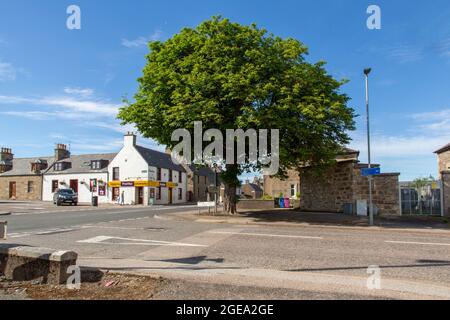 Cavallo albero di castagno in una giornata di sole, Moss Street, centro città, Keith, Moray, Scozia Foto Stock