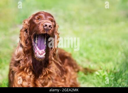 Felice cane ridendo che urla nell'erba. Faccia divertente dell'animale domestico. Foto Stock