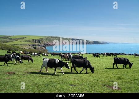 Mucche al pascolo sulla scogliera sopra Barafarle Bay, Pembrokeshire, Galles Foto Stock
