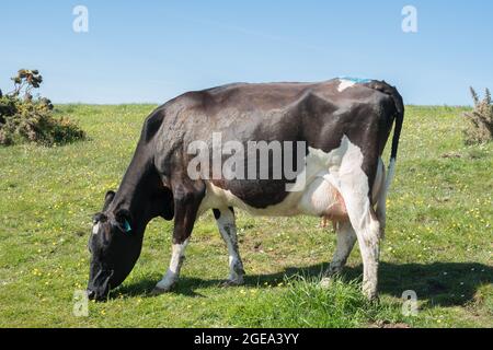 Mucca che pascolo sulla scogliera sopra Barafarle Bay, Pembrokeshire, Galles Foto Stock