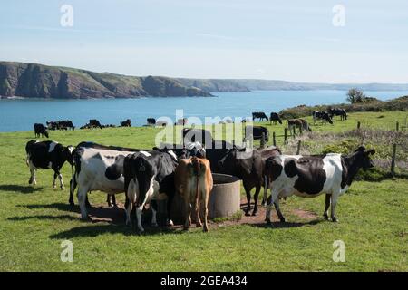 Mucche che pascolo e alimentazione da trogolo su Clifftop sopra Barafarle Bay, Pembrokeshire, Galles Foto Stock
