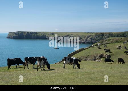 Mucche al pascolo sulla scogliera sopra Barafarle Bay, Pembrokeshire, Galles Foto Stock