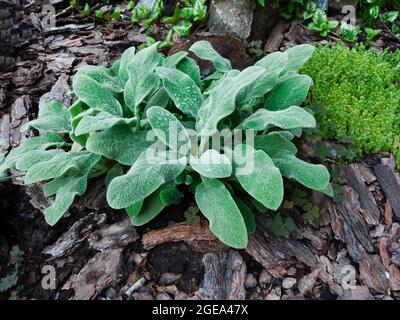 Foglie di Stachys byzantina, Lamiaceae in giardino botanico. Grandi orecchie foglie morbide. Piante pelose fogliame verde peloso Foto Stock