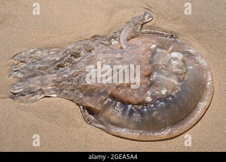 Grande medusa morta sulla spiaggia a Barafundle Bay, Pembrokeshire, Galles Foto Stock