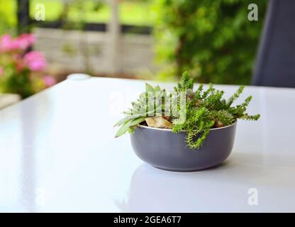 Variazione di piante succulente in vaso decorativo in ceramica sul tavolo. Foto Stock