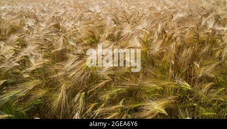 Orzo maturo Foto Stock