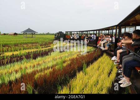 Shenyang, la provincia cinese di Liaoning. 16 agosto 2021. I turisti visitano un campo di risaie in treno a Shenyang, provincia di Liaoning della Cina nordorientale, 16 agosto 2021. Credit: Yang Qing/Xinhua/Alamy Live News Foto Stock