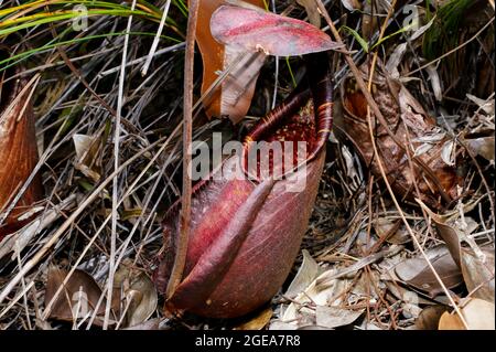 Impianto di carnithes carnithes (Nepenthes rafflesiana), caraffa rossa, Sarawak, Borneo Foto Stock