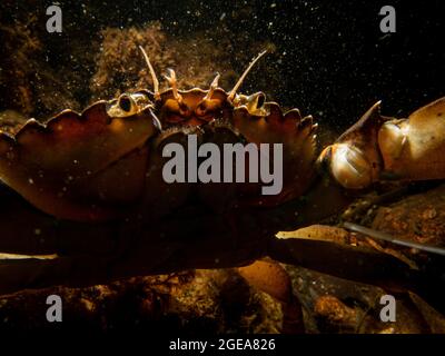 Un granchio tra alghe e pietre. Immagine dal suono, tra Svezia e Danimarca Foto Stock