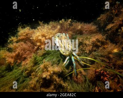 Un granchio tra alghe e pietre. Immagine dal suono, tra Svezia e Danimarca Foto Stock