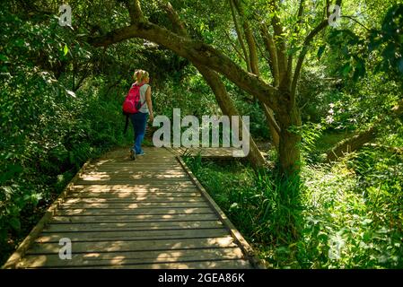 Donna che cammina sul lungomare di Fossil Forest, Lulworth Cove, West Lulworth, Dorset, Regno Unito Foto Stock