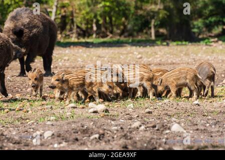 Der Erlebnis Wald Trappenkamp bietet auf mehr als 100 Hektar Wildgehege und Erlebnispfade ein einmaliges Naturerlebnis, hier eine Rotte Wildschweine Foto Stock