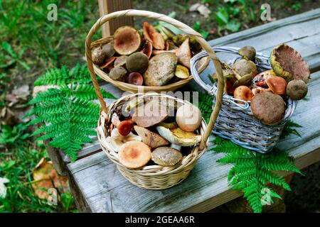 Cestini con funghi su panca di legno nel giardino. Foto Stock
