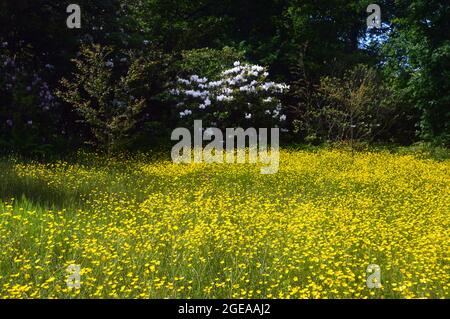 Le coppe di Buttercups gialle (Ranunculus bulbosus) cresciute nei confini a RHS Garden Harlow Carr, Harrogate, Yorkshire, Inghilterra, Regno Unito. Foto Stock