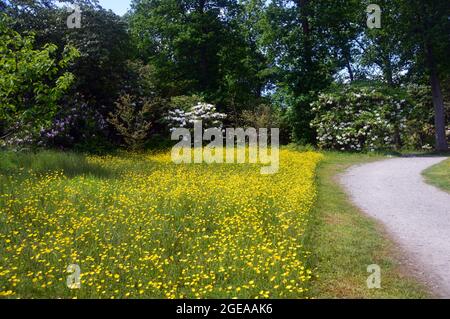 Le coppe di Buttercups gialle (Ranunculus bulbosus) cresciute nei confini a RHS Garden Harlow Carr, Harrogate, Yorkshire, Inghilterra, Regno Unito. Foto Stock