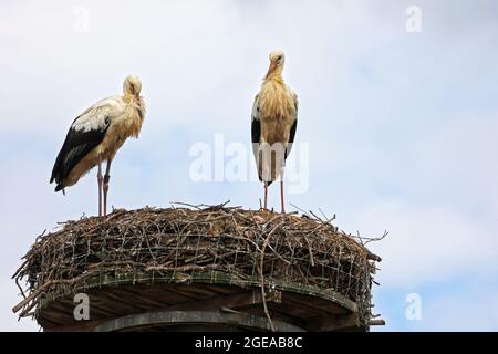 Cicogne bianche nidificano su una colonna della città. Foto Stock