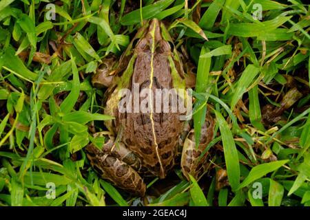 Rana commestibile o rana verde comunemente noto come rana d'acqua comune, cosce di rana utilizzati per il cibo Foto Stock