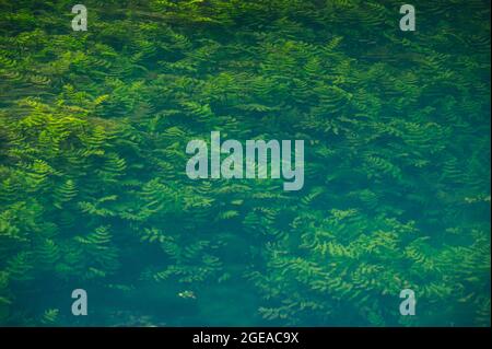 Piante di felce sottomarine verdi immerse in acqua limpida e azzurra Foto Stock