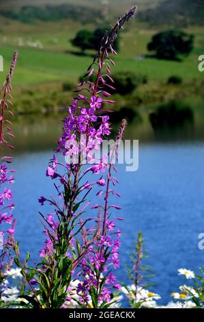 Rosa Rosebay Willowherb 'Feweed' (Chamaenerion angustifolium) Fiori che crescono selvaggi di Cogra Moss, Lake District National Park, Cumbria, Inghilterra, Regno Unito. Foto Stock
