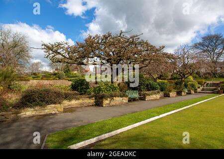 Ciliegio Albi plena, Burslem Park, Burslem, Stoke on Trent, Staffordshire, Inghilterra, Regno Unito Foto Stock