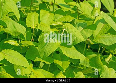 Foglie giovani del nodweed giapponese, Fallopia japonica Foto Stock