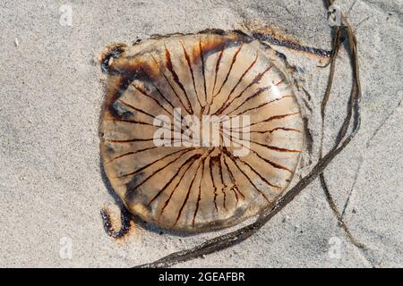 Una medusa (Chrysaora hysoscella) si è lavata su Porthloo Beach, St Mary's, Isles of Scilly Foto Stock