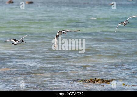 Tre ostercatcher (Haematopus ostralegus) che volano Foto Stock