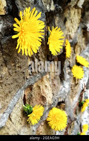 Diversi colori di dandelioni gialli appendono su un muro di mattoni Foto Stock