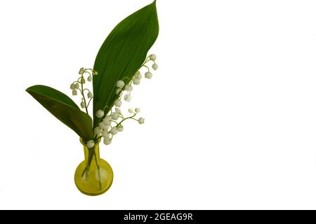 Un piccolo bouquet di giglio della valle fiori su sfondo bianco in un piccolo vaso di vetro giallo Foto Stock