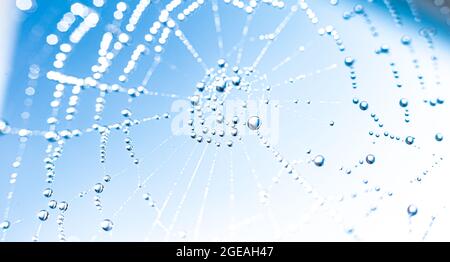 Gocce di rugiada sulla rete di ragno contro il cielo blu. Astratto sfondo naturale. Pattern con trama a goccia di rugiada sulla maglia ragno su sfondo bianco. Macro Foto Stock