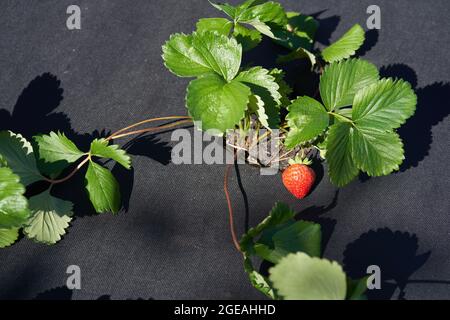 Un primo piano del letto di fragola deve essere coperto con un panno nero. Metodi moderni di coltivazione delle fragole. Foto di alta qualità Foto Stock