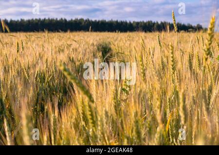 Frittelle di segale su un campo agricolo in campagna al tramonto in estate. Messa a fuoco selettiva sul primo piano con uno sfondo sfocato. Albe e tramonti, Foto Stock